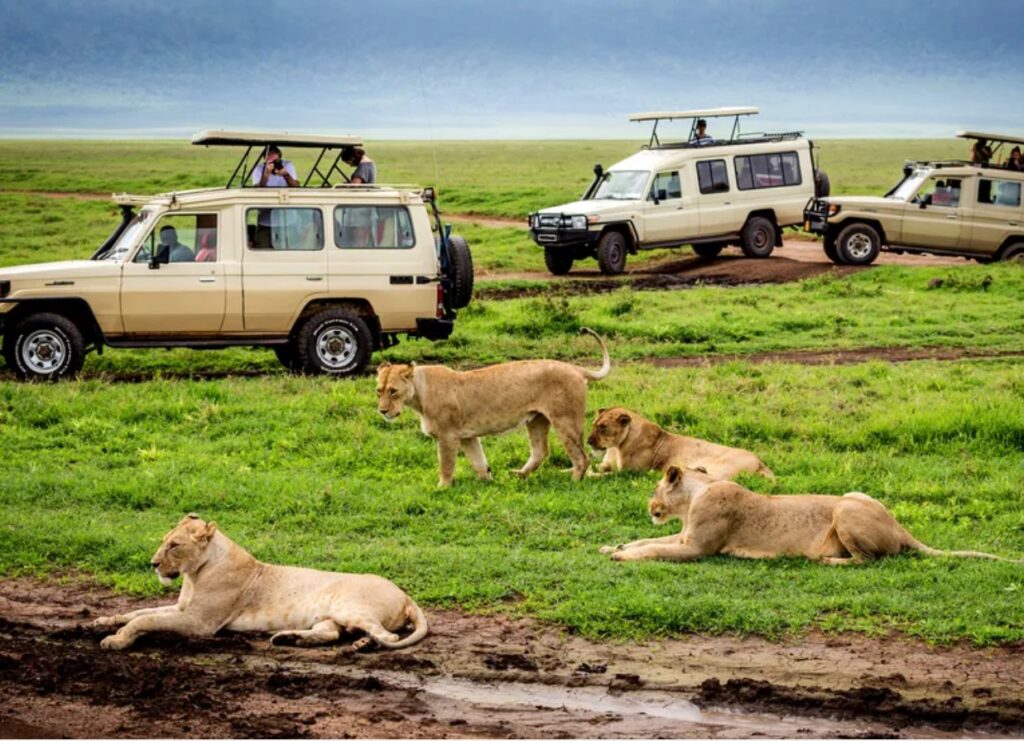 South Africa promises this wildlife experience and many more for honeymooners. Image Source: Kanokratnok/Shutterstock