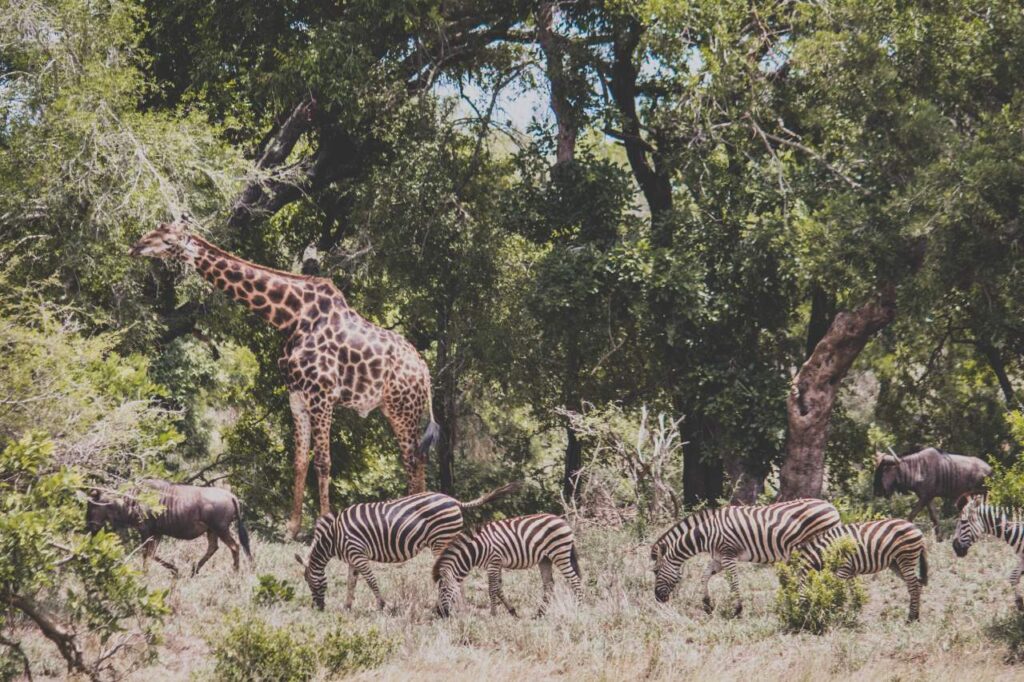 kruger national park south africa