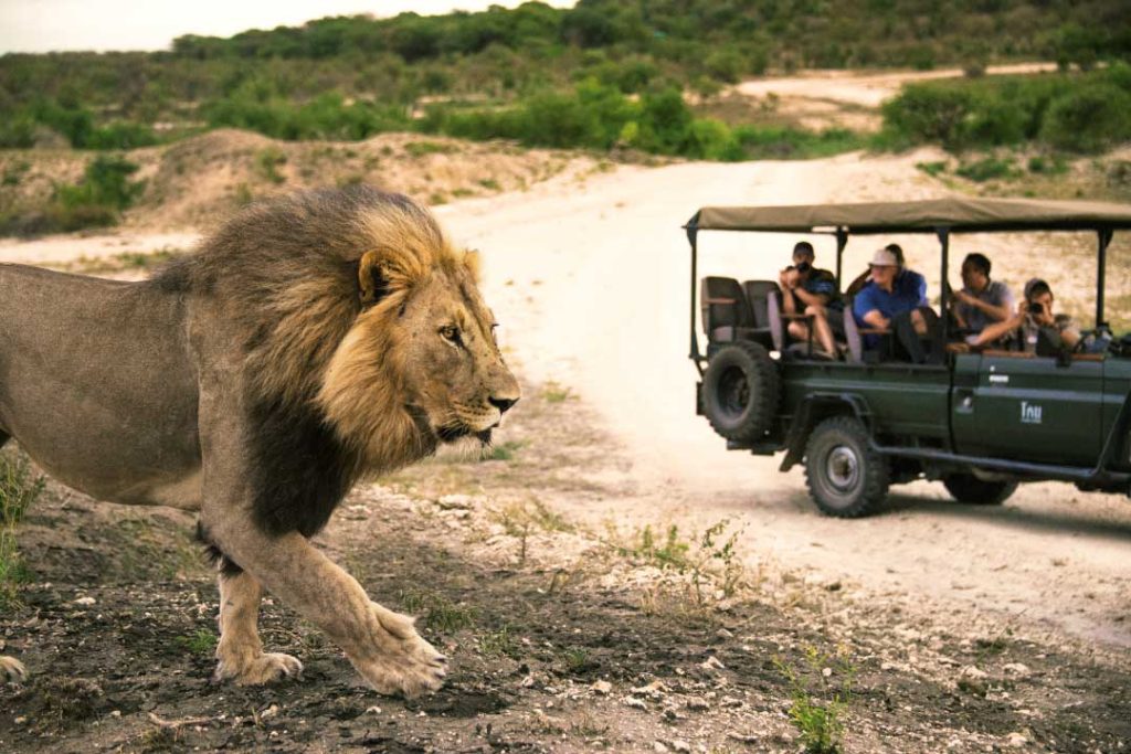 A wildlife safari should be on everyone’s bucket list | Courtesy of South African Tourism
