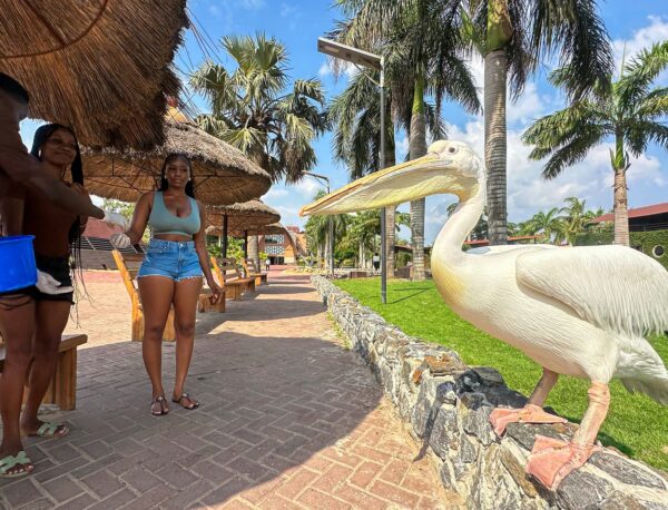 Aqua Safari Resort - Image 7
