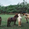 Safari Valley Resort - Image 15