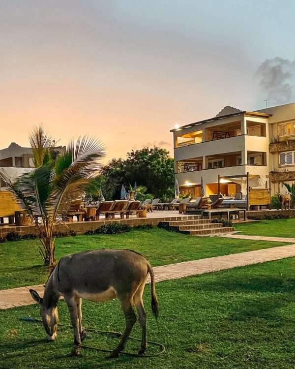 The C Resort & Residences - Image 13